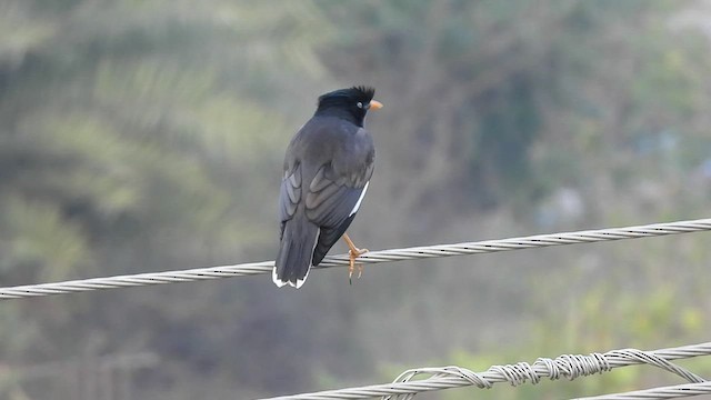 Jungle Myna - ML526417731