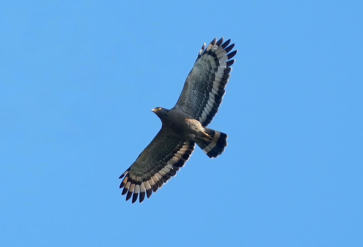 Crested Serpent-Eagle - ML526417971