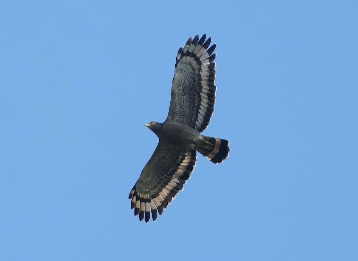 Crested Serpent-Eagle - ML526417981