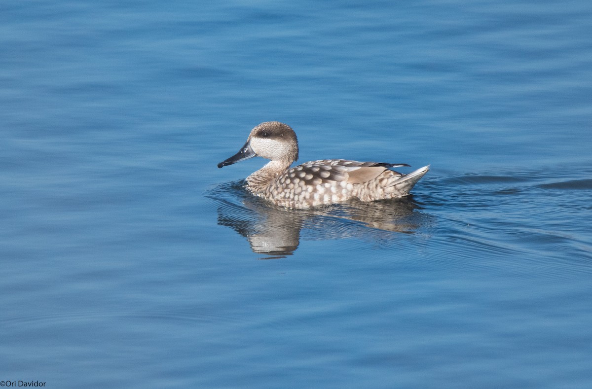 Marbled Duck - ML526421421