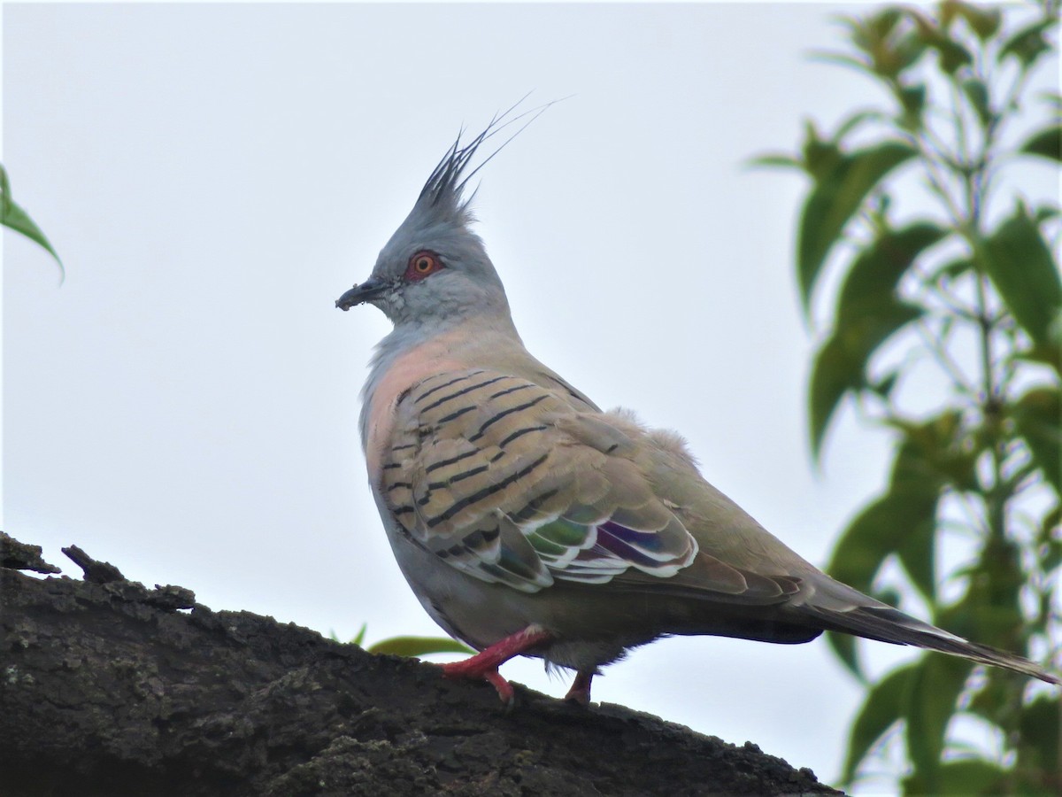 Crested Pigeon - ML526421511