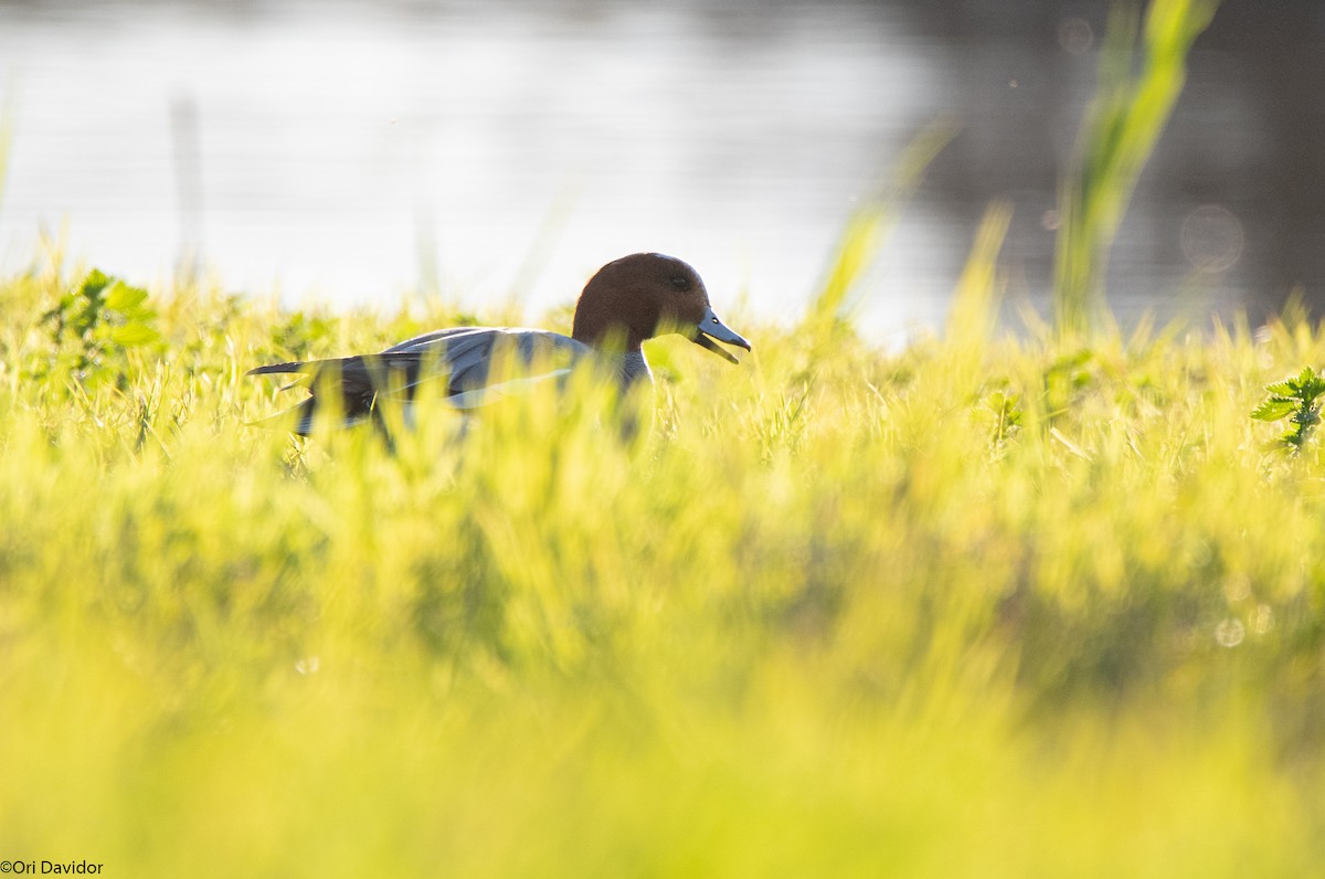 Eurasian Wigeon - ML526421561