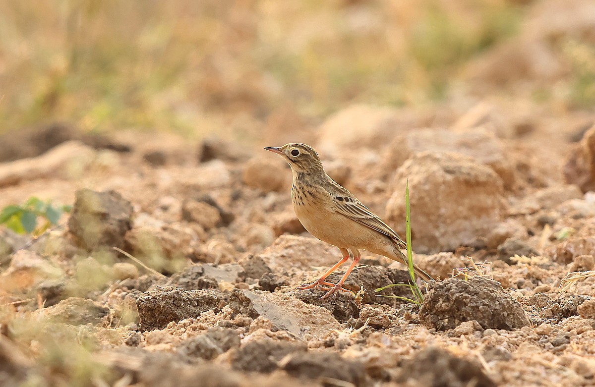 Blyth's Pipit - ML526421751