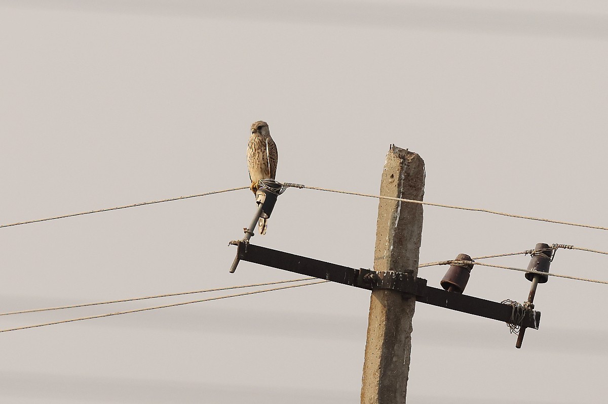 Eurasian Kestrel - ML526422011