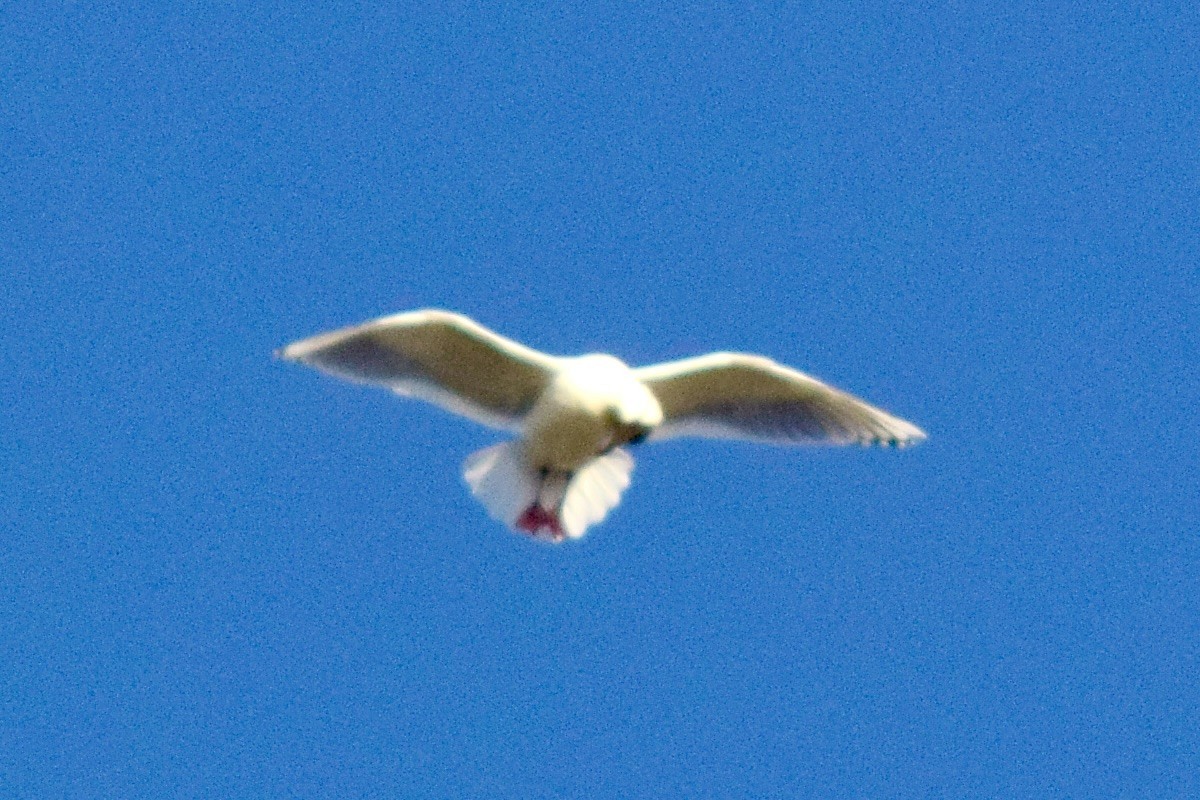 Glaucous-winged Gull - Philip Fiorio