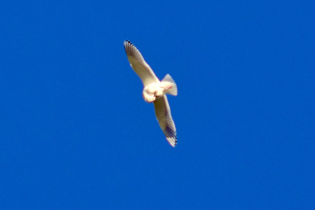 Glaucous-winged Gull - Philip Fiorio