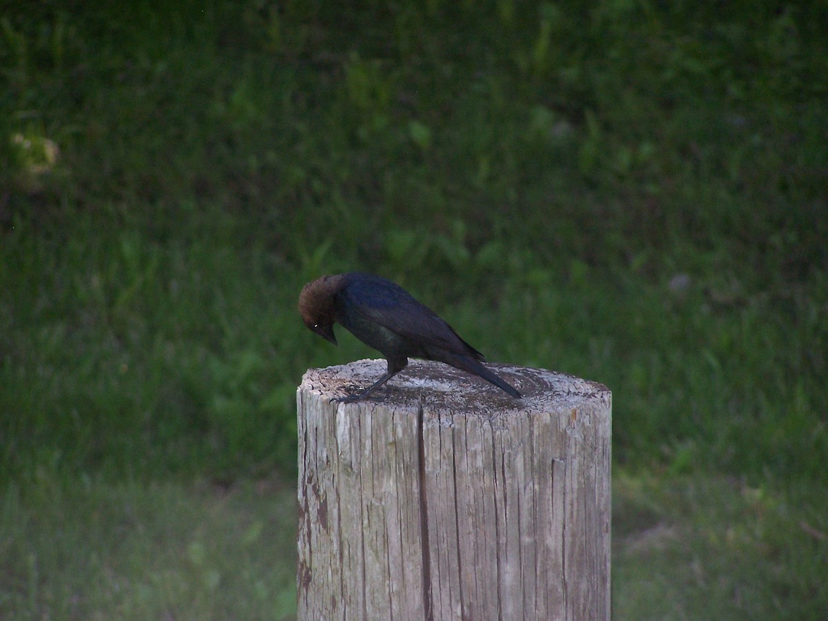Brown-headed Cowbird - ML526423191