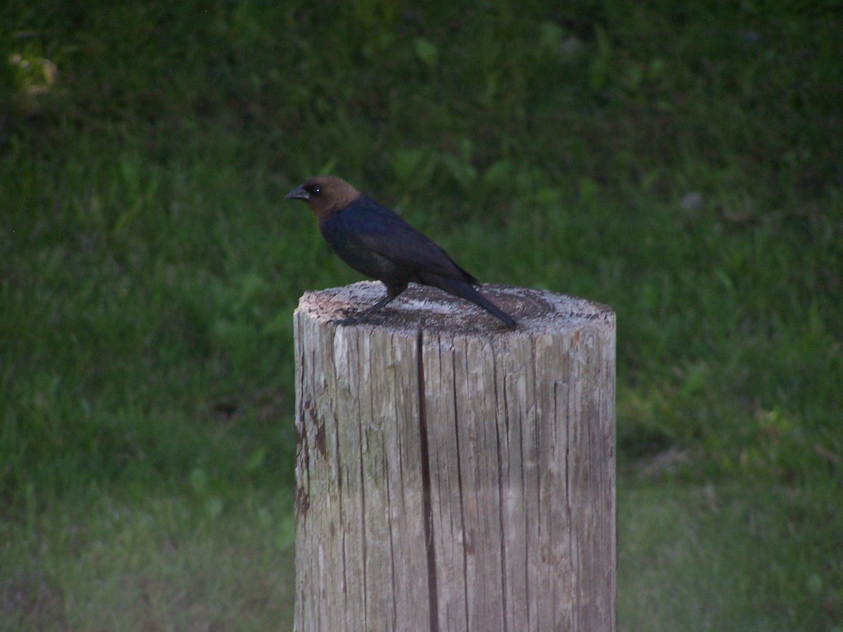 Brown-headed Cowbird - ML526423201