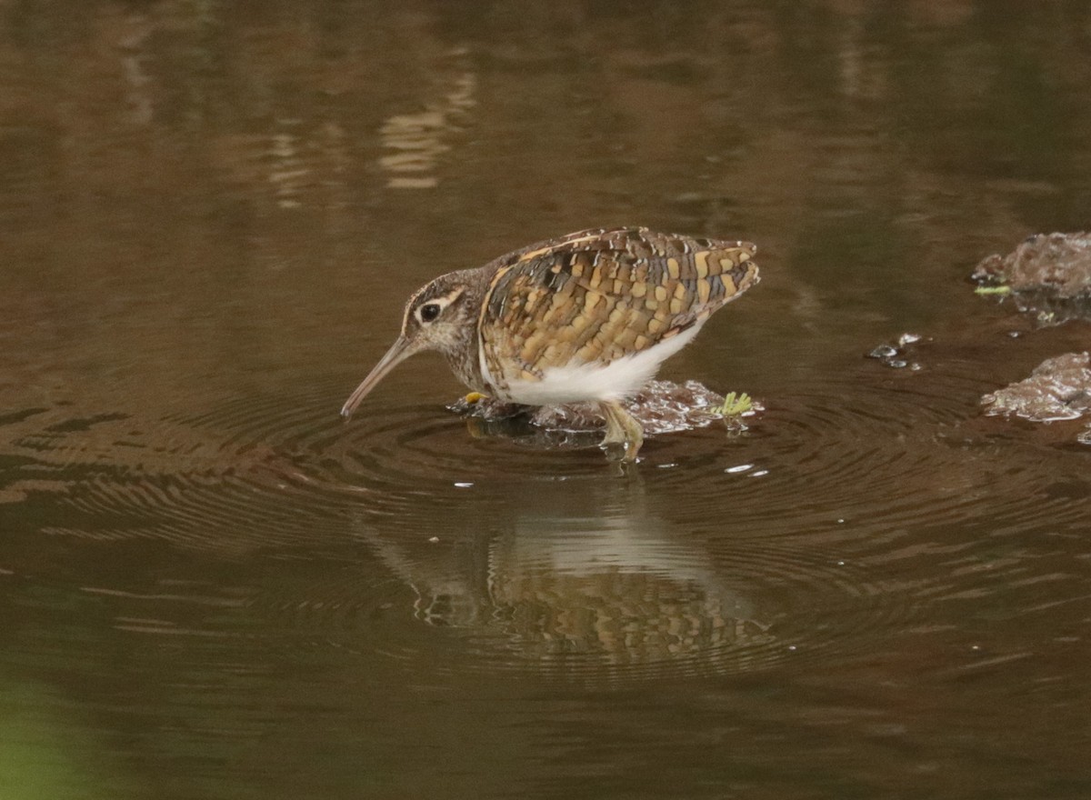 Greater Painted-Snipe - ML526423311
