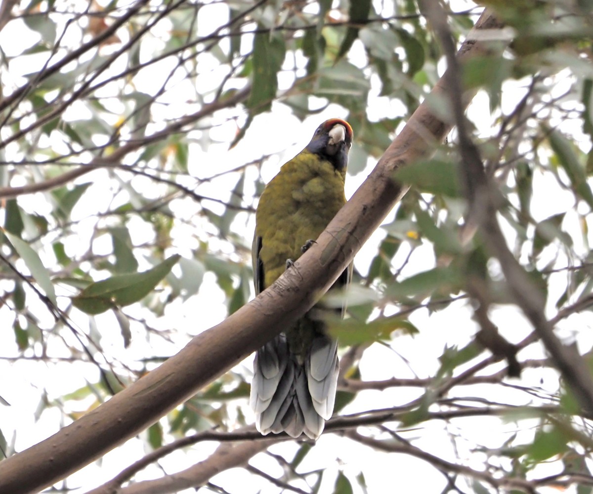 Green Rosella - ML526423321
