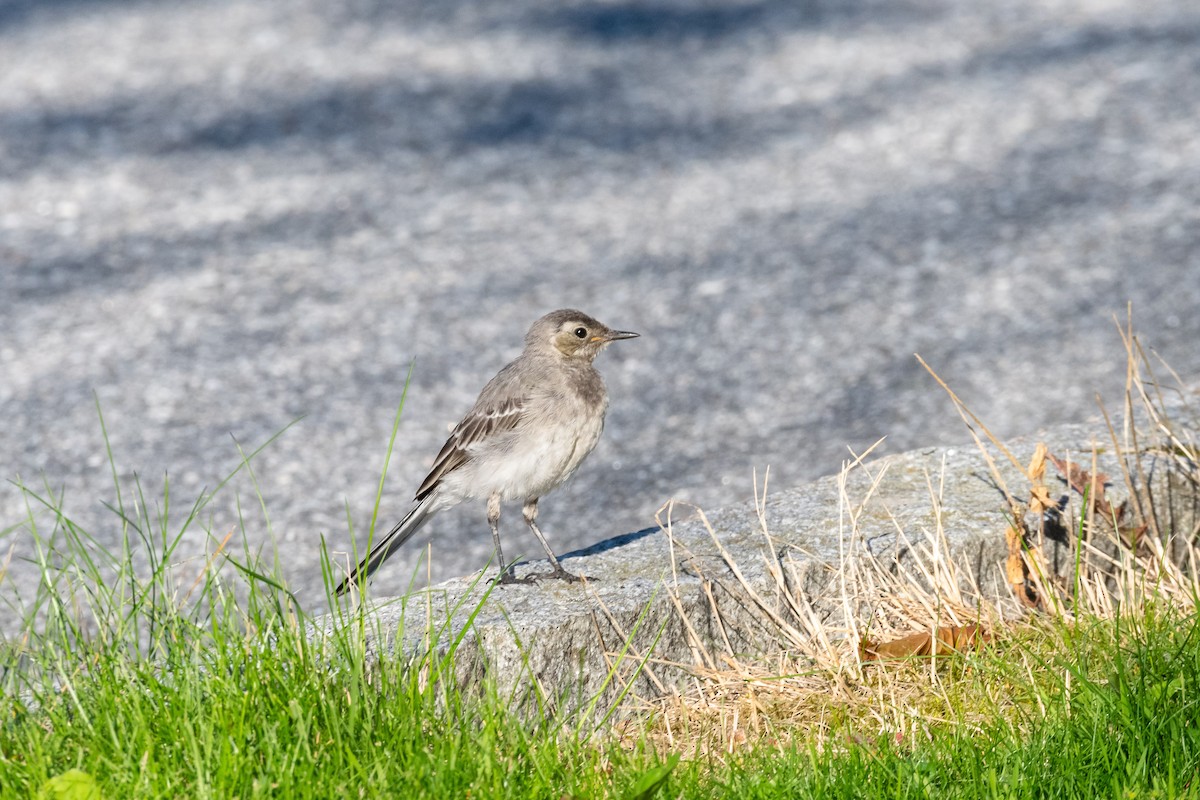 White Wagtail (White-faced) - ML526424771