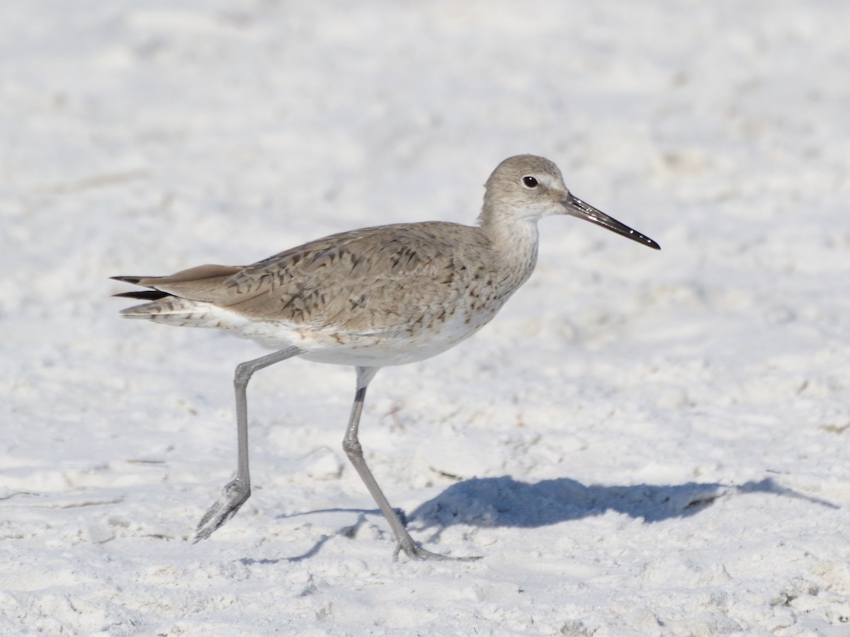 eBird Checklist - 28 Mar 2017 - Siesta Key Public Beach - 1 species