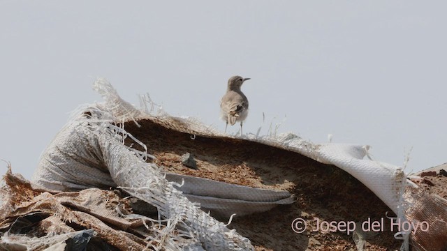 Coastal Miner - ML526425121