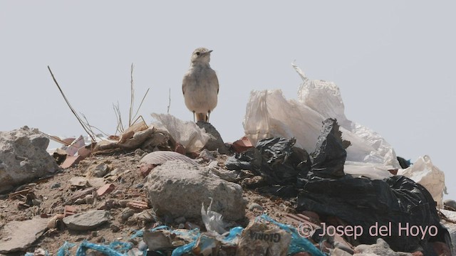 ウミベジカマドドリ - ML526425861