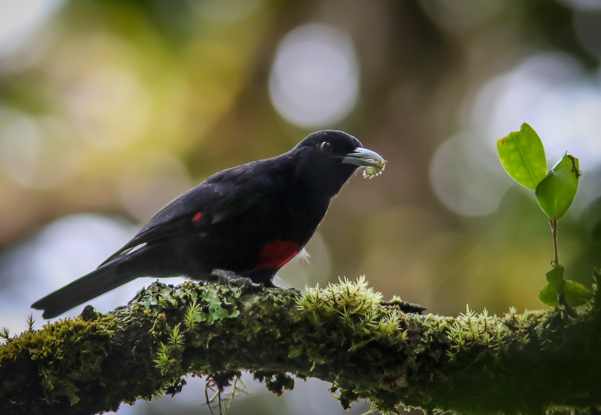 Javan Oriole - Wade Strickland