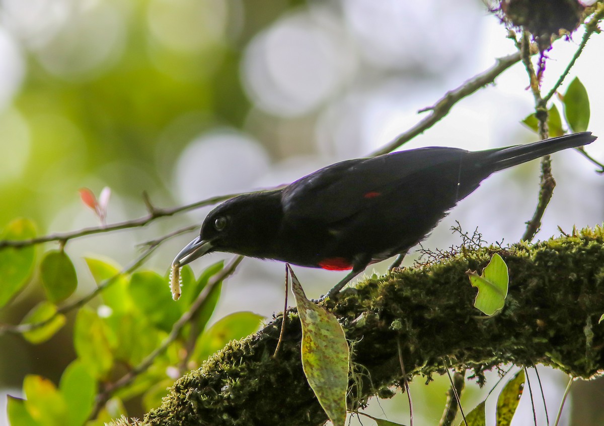 Javan Oriole - Wade Strickland