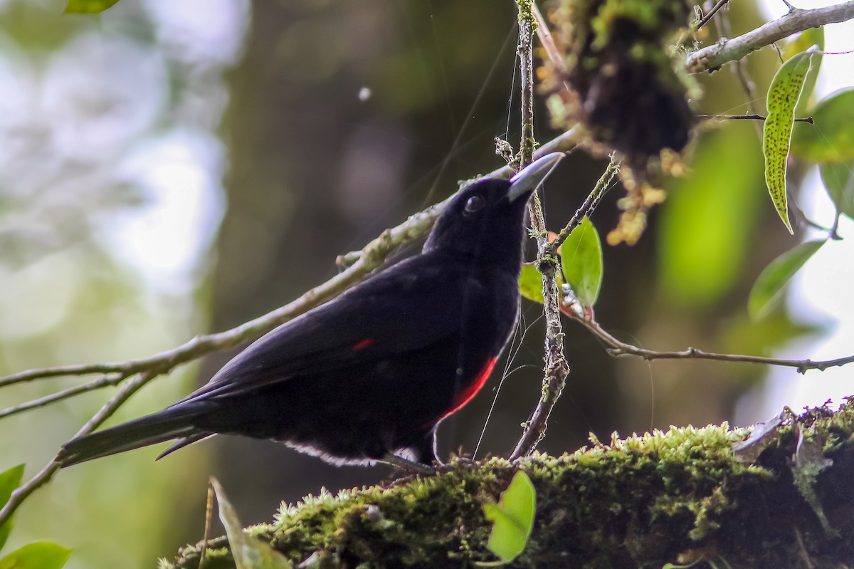 Javan Oriole - Wade Strickland