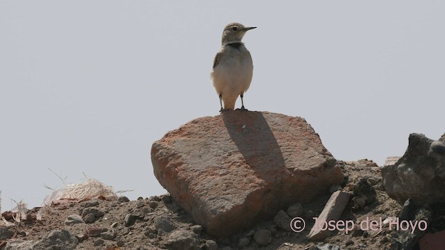 Coastal Miner - ML526426731