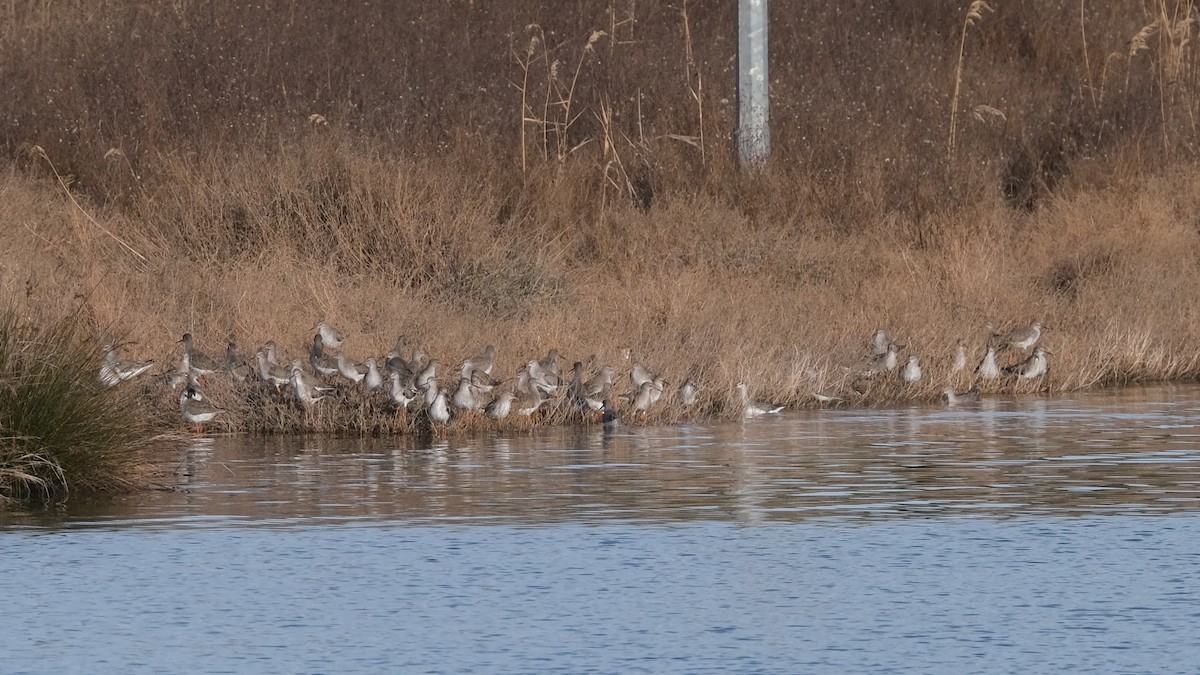 Spotted Redshank - ML526426941