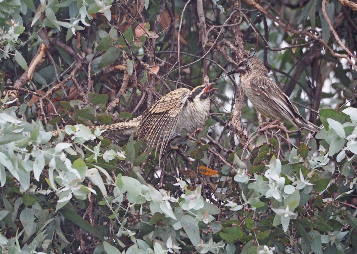 eBird Checklist - 21 Jan 2023 - 94 Fullagar Crescent, Higgins ...