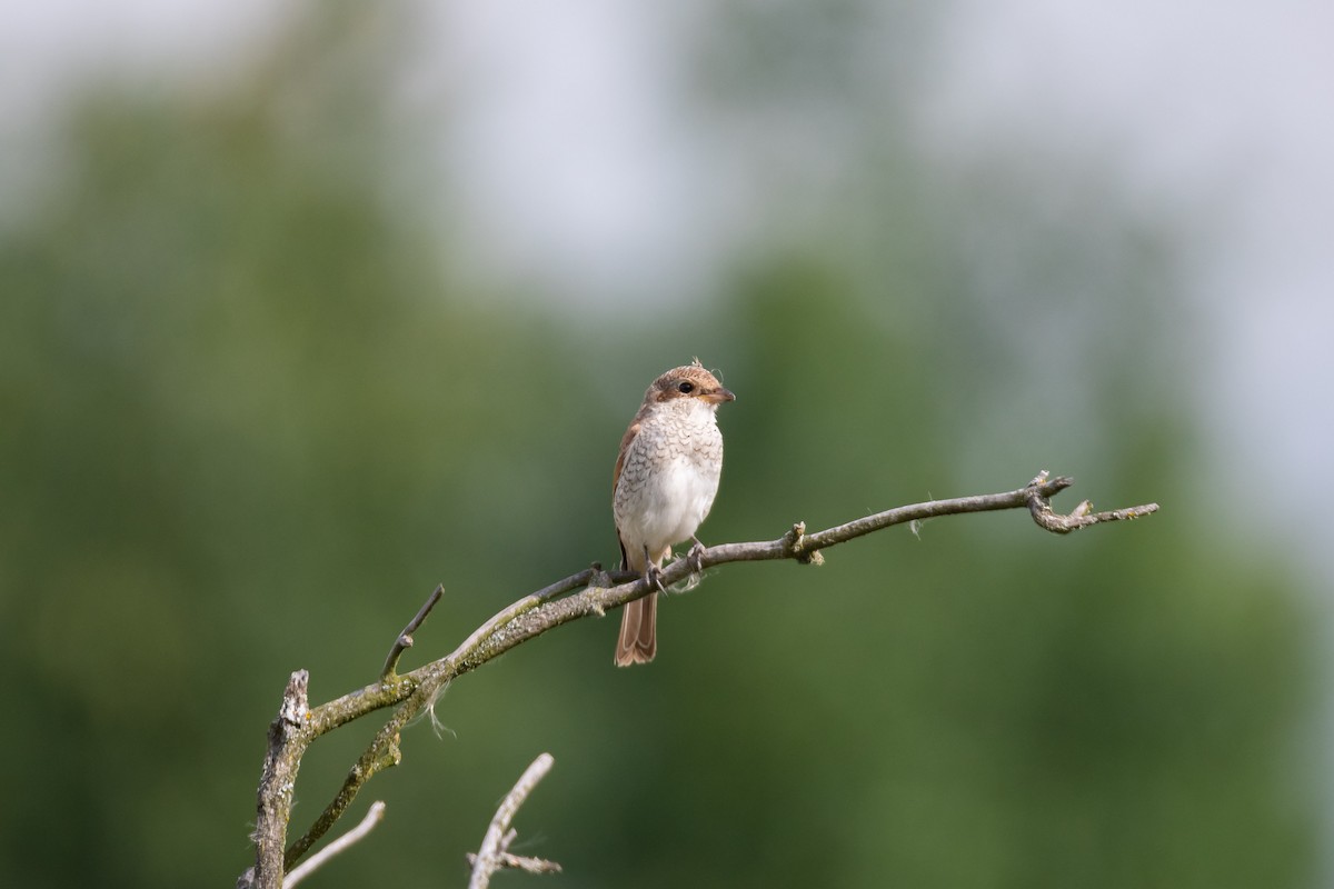 Red-backed Shrike - ML526428251