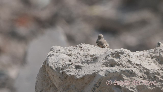 Minero Peruano - ML526429861