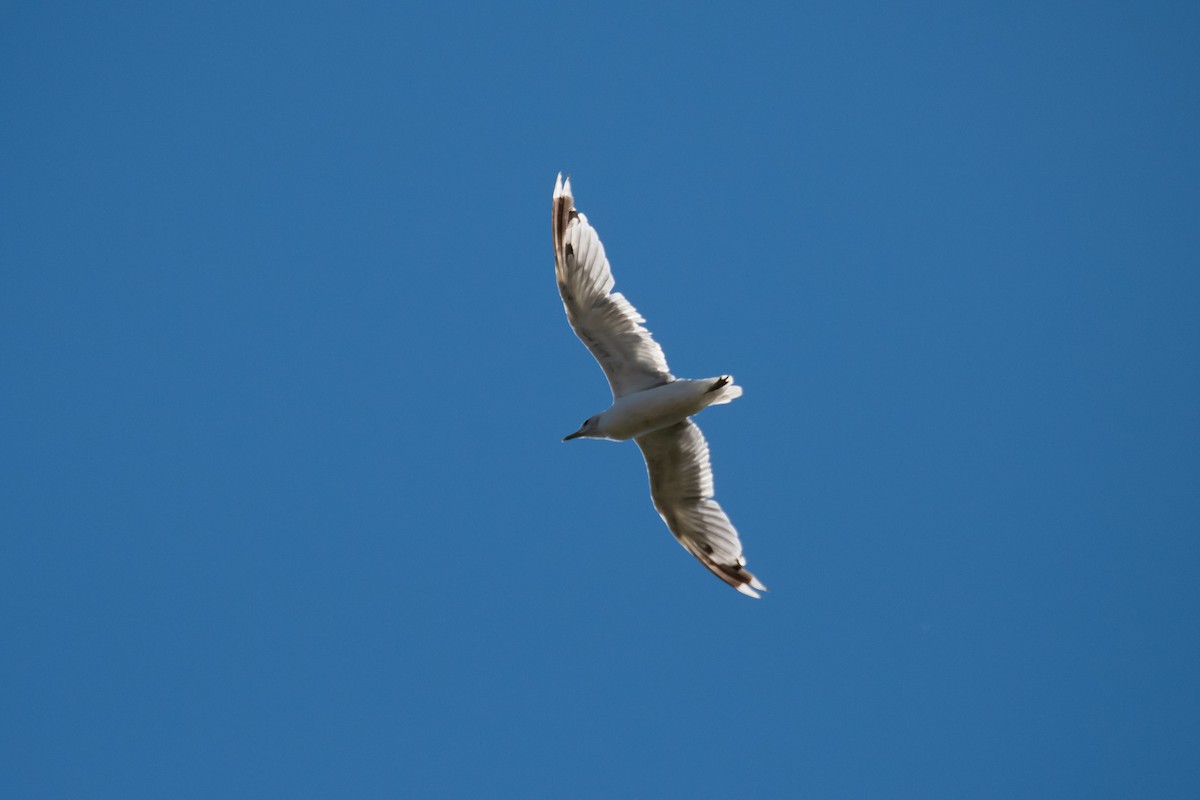 Common Gull (European) - ML526430971