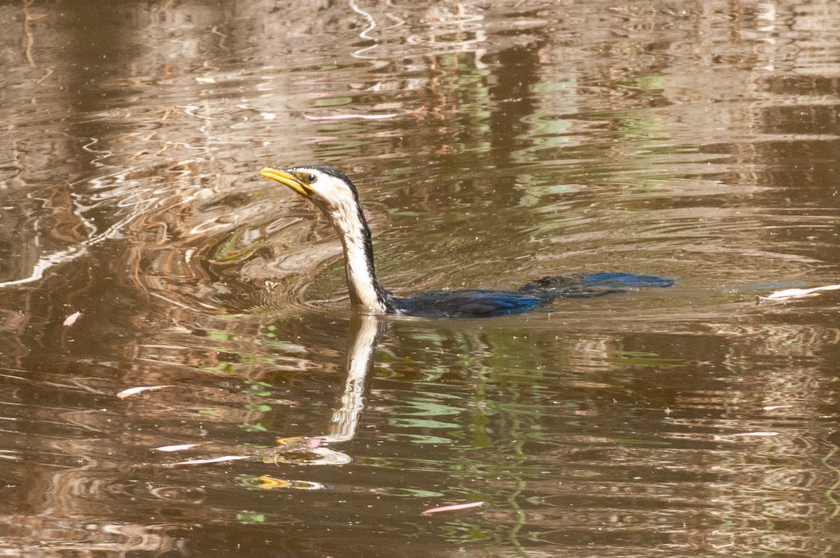 Little Pied Cormorant - ML526431161