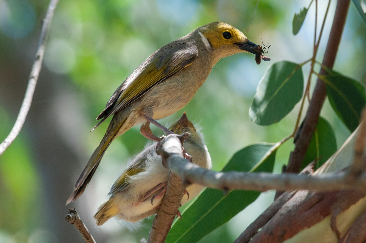 White-plumed Honeyeater - ML526432001