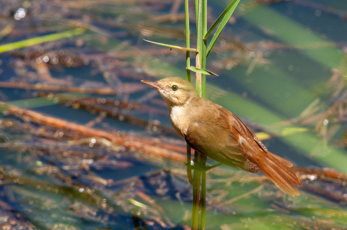 Australian Reed Warbler - ML526432081