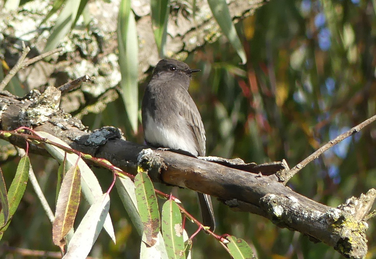 Black Phoebe - ML526432551