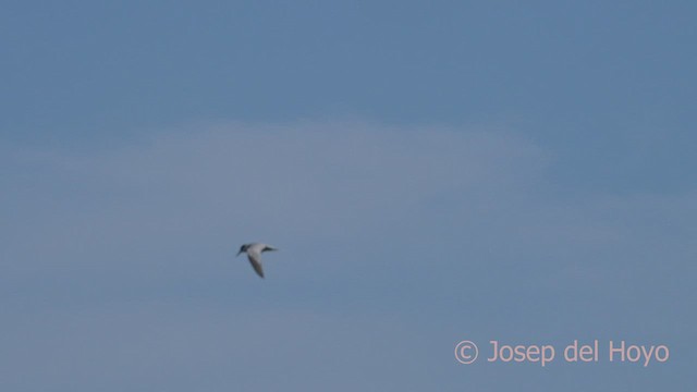 Peruvian Tern - ML526432571