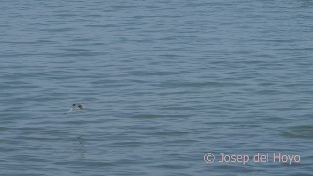 Peruvian Tern - ML526433171