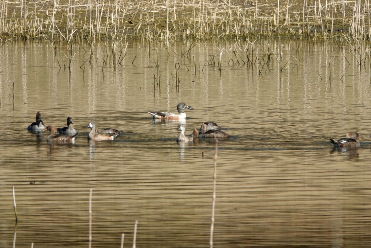 Northern Shoveler - ML526433271