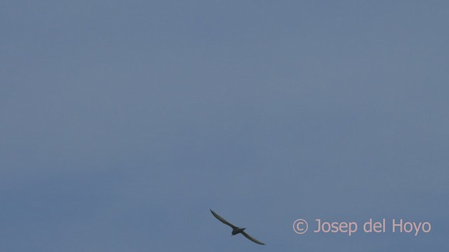 Peruvian Tern - ML526434001
