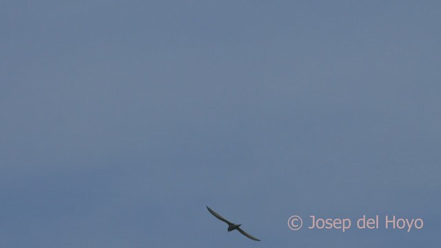 Peruvian Tern - ML526434001