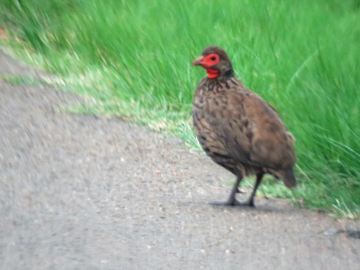 Swainson's Spurfowl - ML526434711