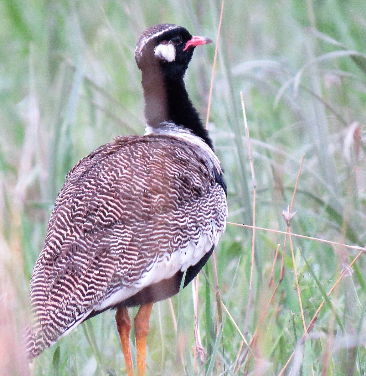 White-quilled Bustard - ML526434781