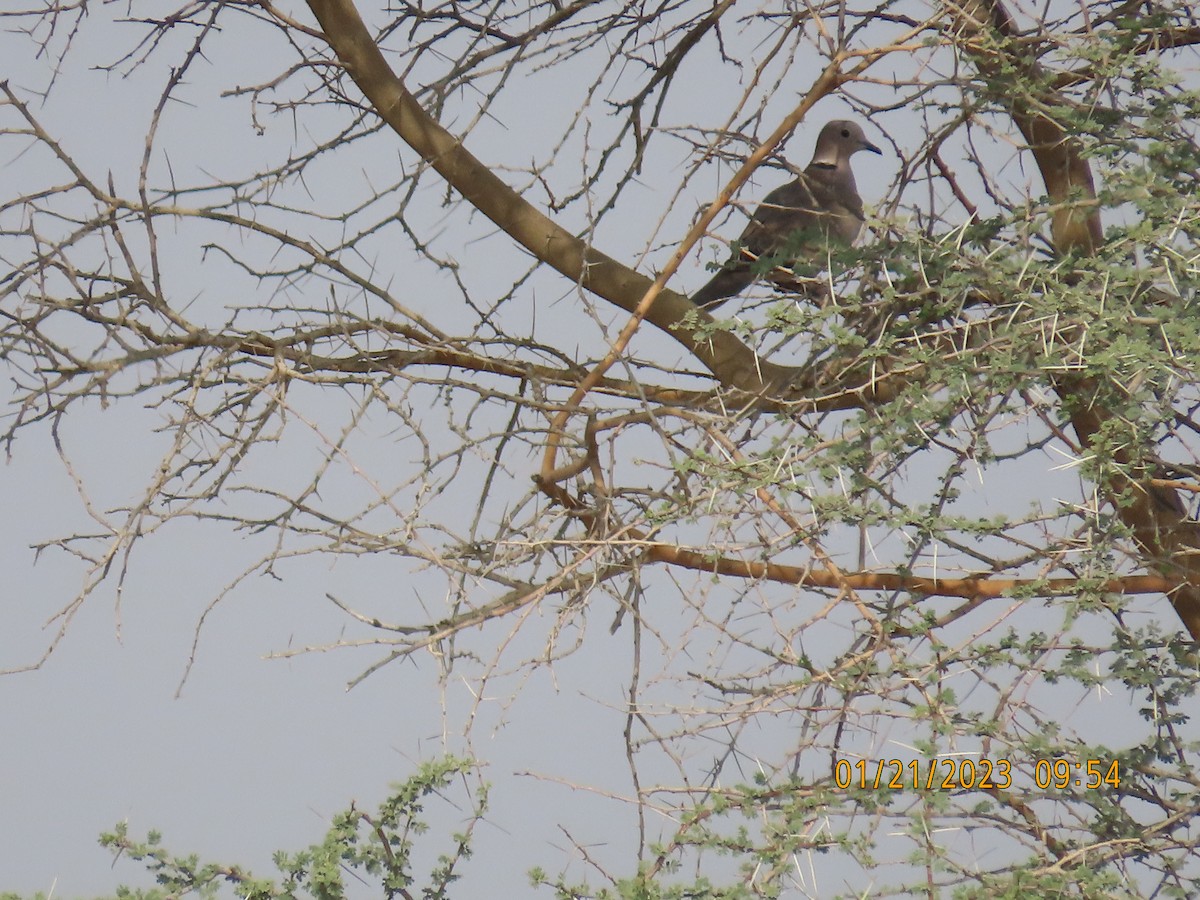 Eurasian Collared-Dove - ML526434891