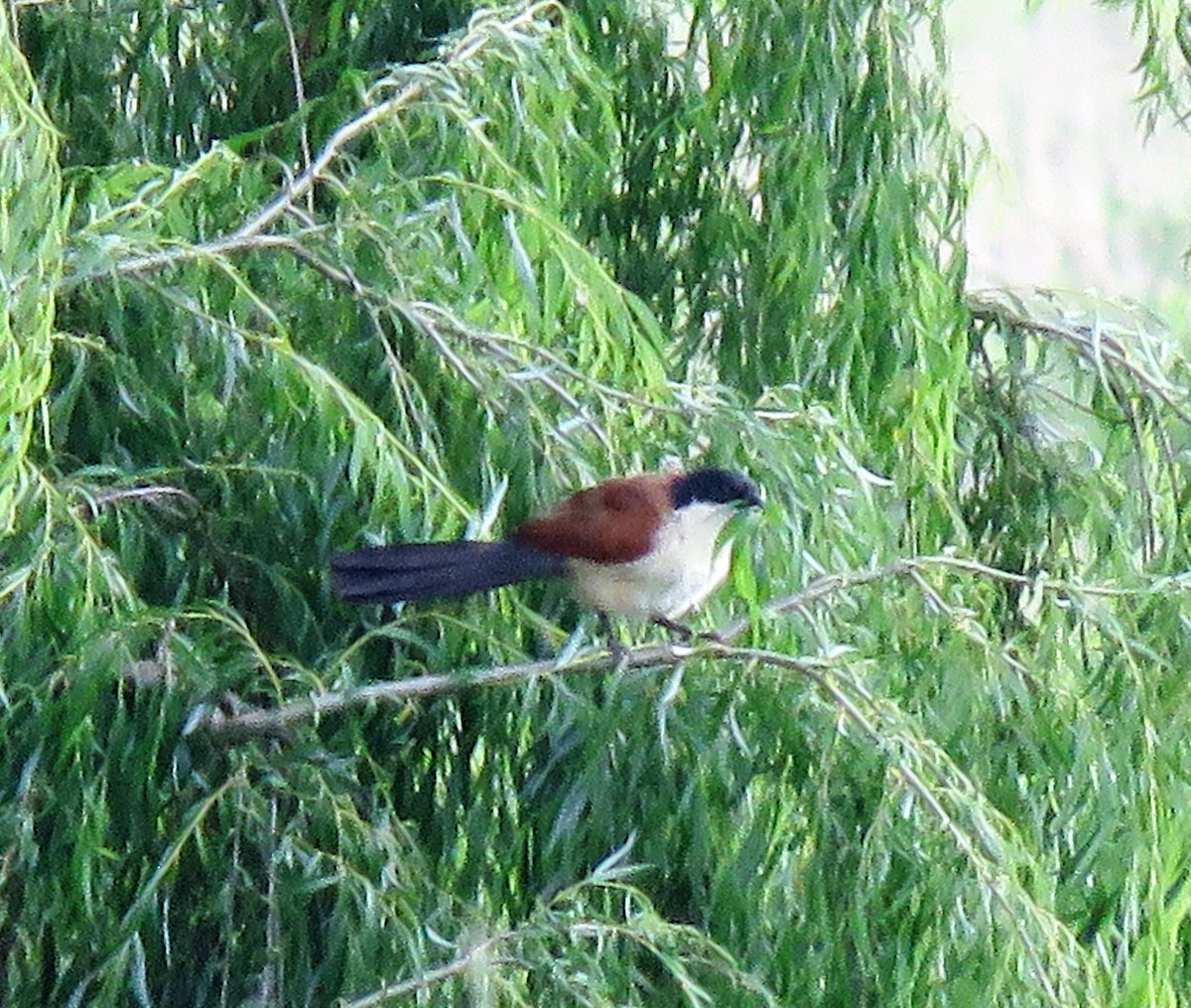 White-browed Coucal (Burchell's) - ML526434901