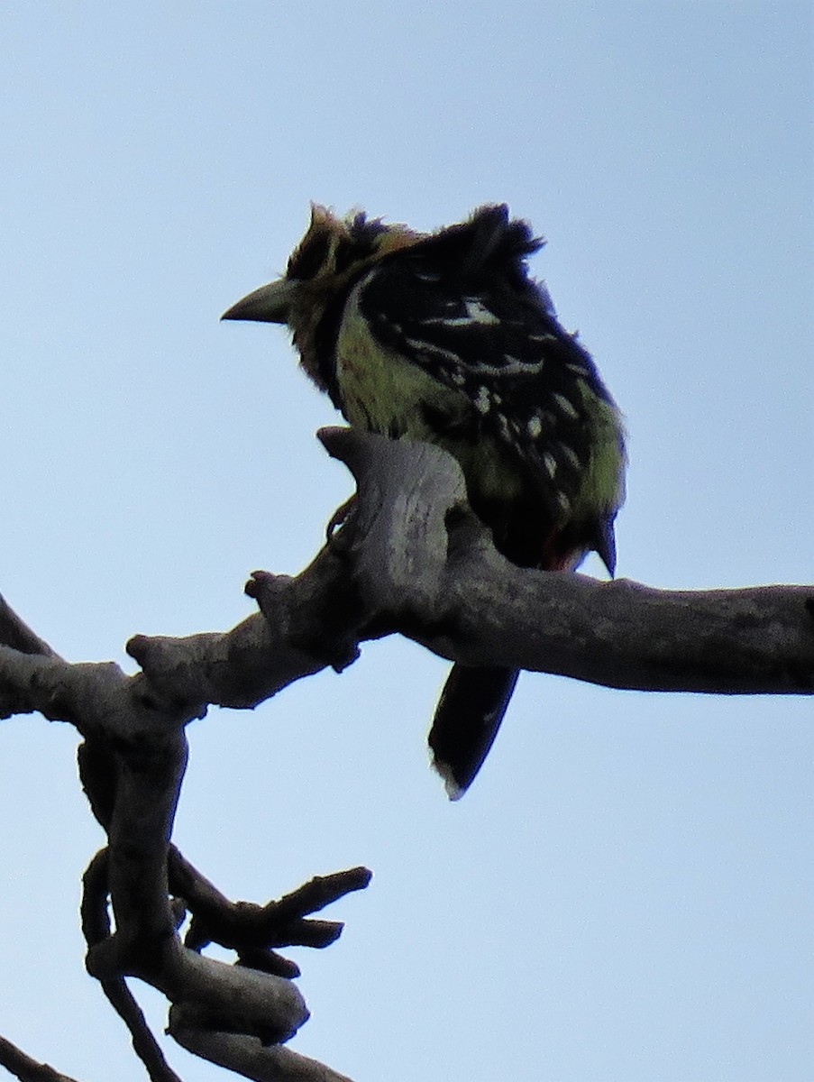 Crested Barbet - ML526434971