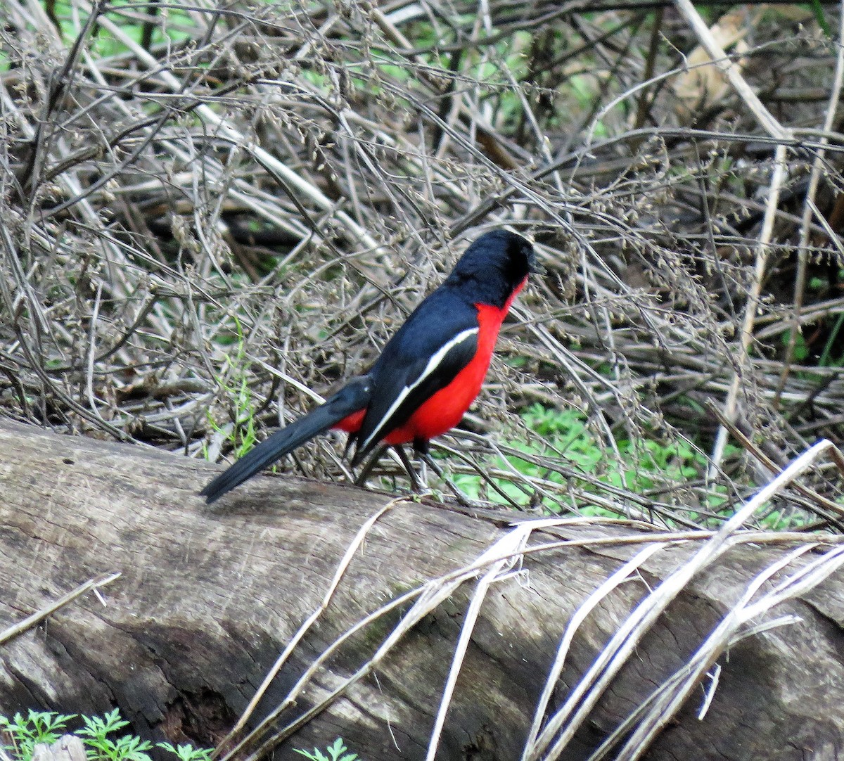 Crimson-breasted Gonolek - ML526435031