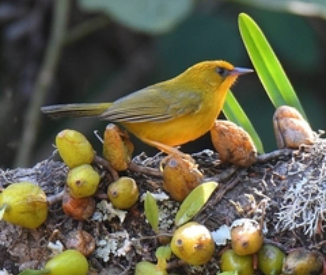 Golden Babbler - ML526435631