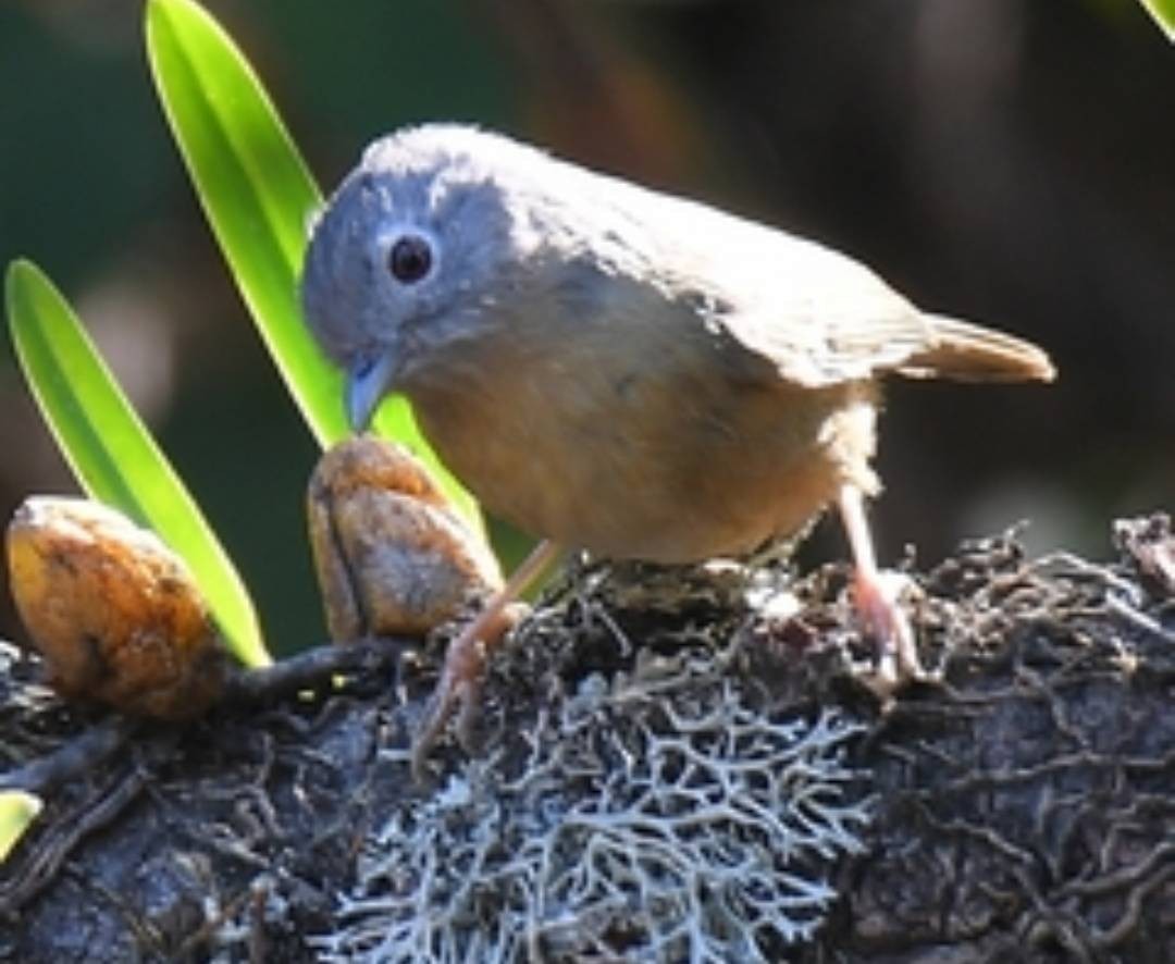 Brown-cheeked Fulvetta - ML526436221