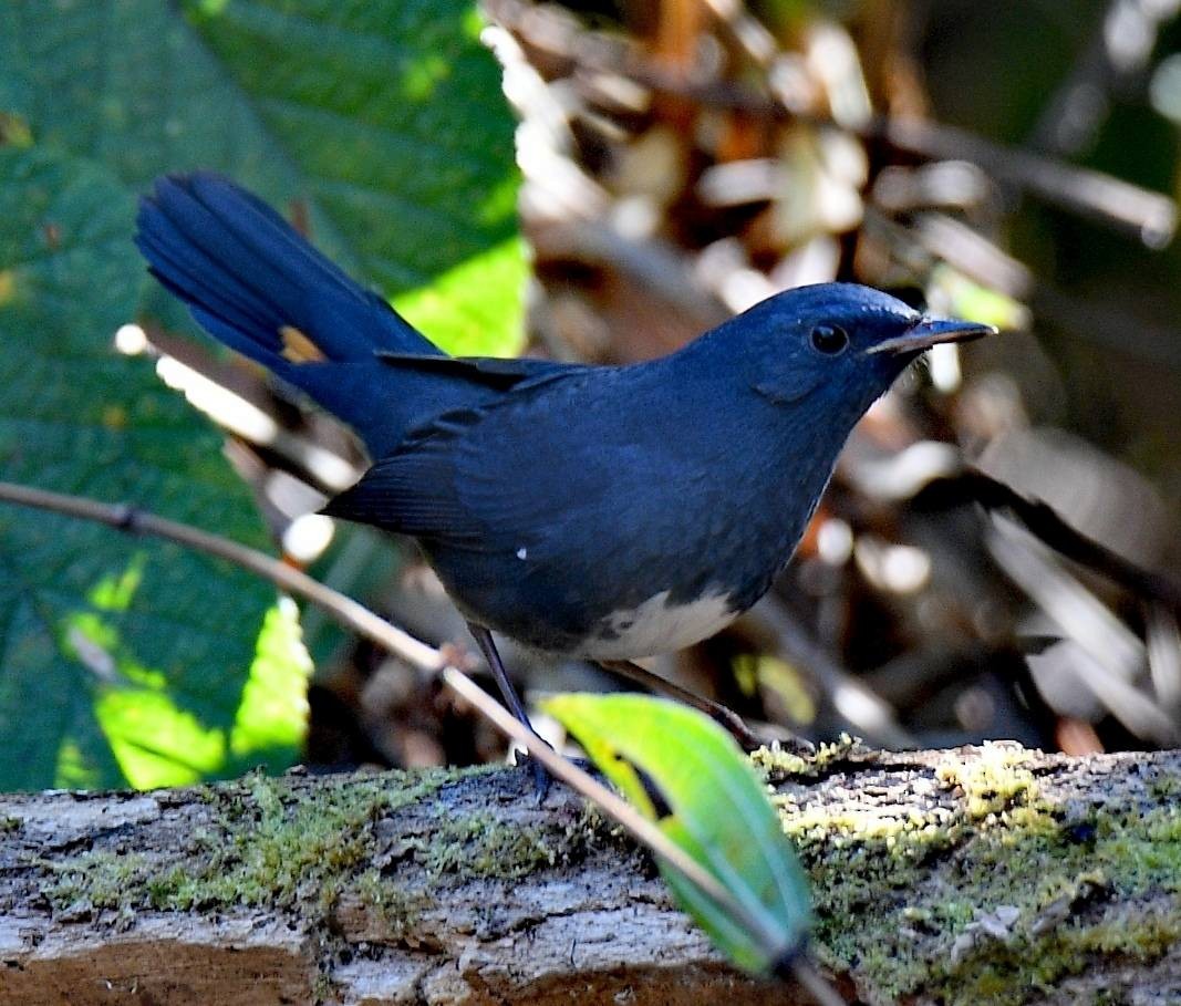 White-bellied Redstart - ML526436261