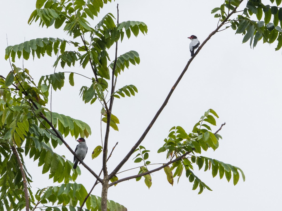 Black-tailed Tityra - Jim Dehnert