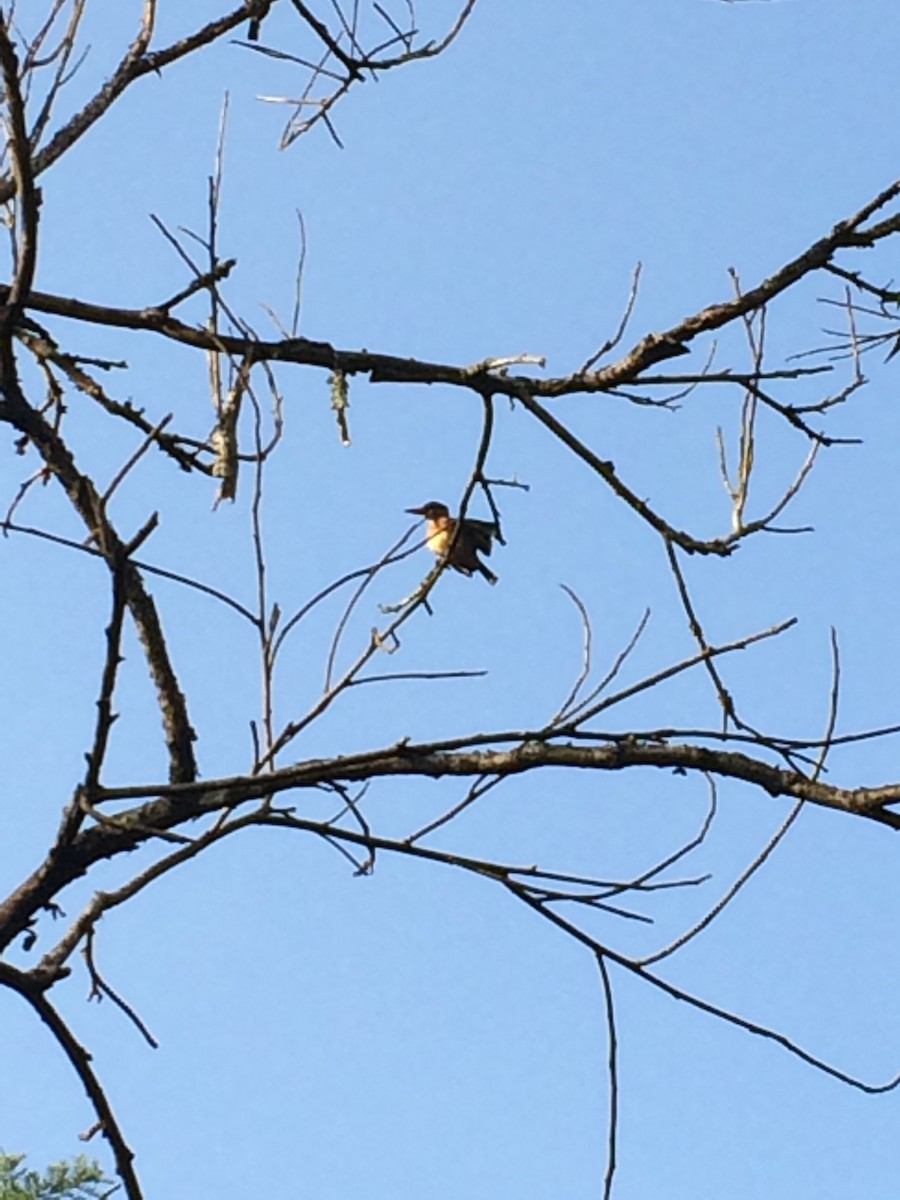 Brown-hooded Kingfisher - ML52643641