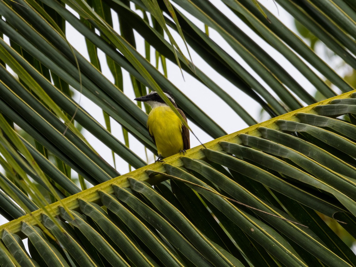 Great Kiskadee - Jim Dehnert