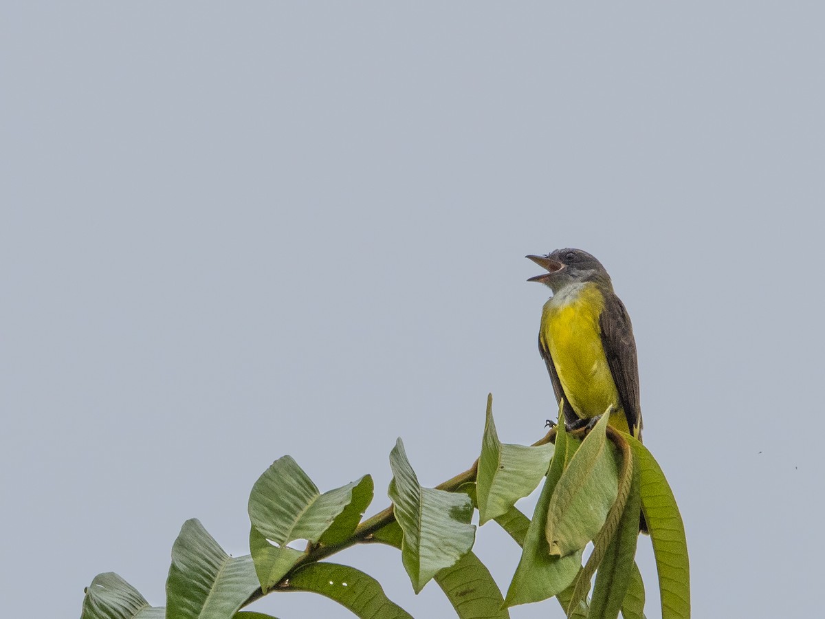 Tropical Kingbird - ML526436471