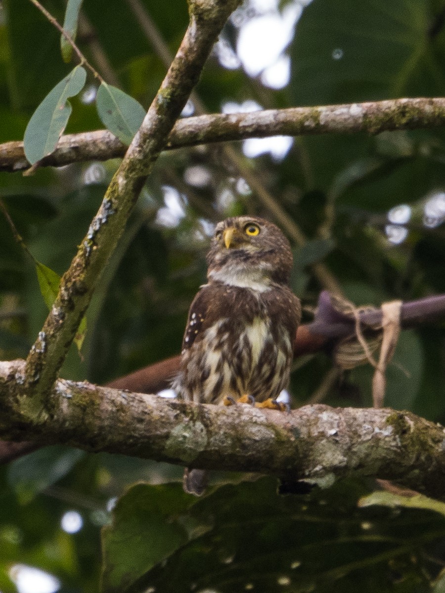 Ferruginous Pygmy-Owl - ML526437041